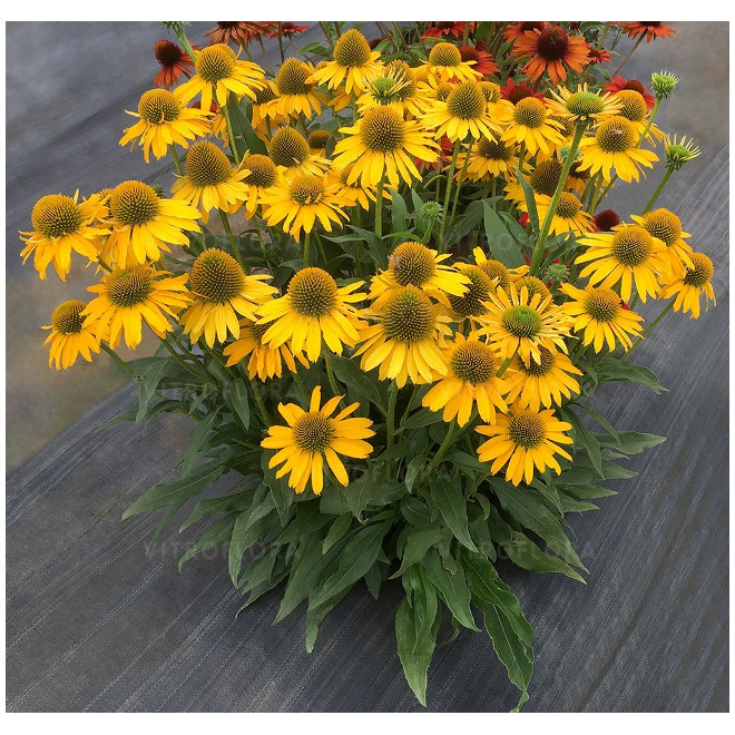 Ežiuolė (Echinacea) 'Kissmet Yellow'
