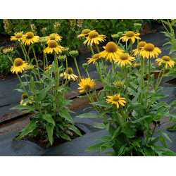 Ežiuolė (Echinacea) 'Kissmet Yellow'