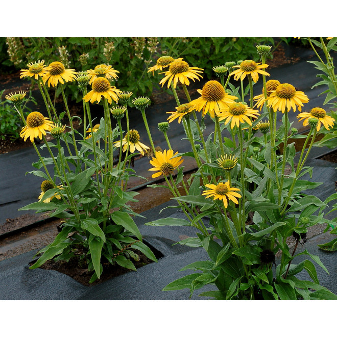 Ežiuolė (Echinacea) 'Kissmet Yellow'