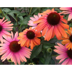 Ežiuolė (Echinacea) 'Rainbow Marcella'