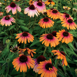 Ežiuolė (Echinacea) 'Rainbow Marcella'