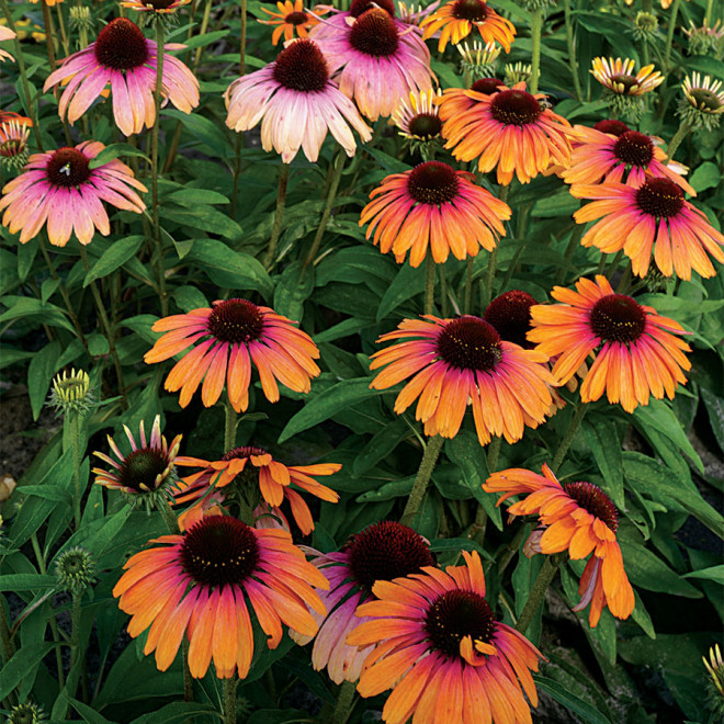 Ežiuolė (Echinacea) 'Rainbow Marcella'