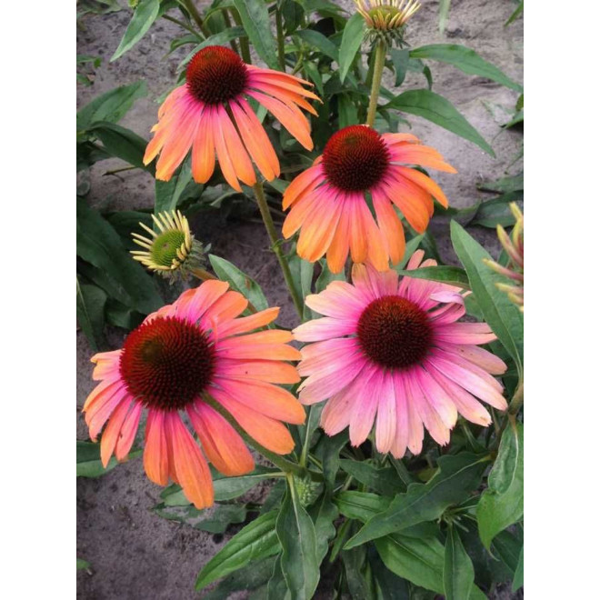 Ežiuolė (Echinacea) 'Rainbow Marcella'