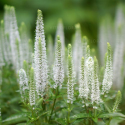 Veronika (Veronica spicata) 'Snow Candles'
