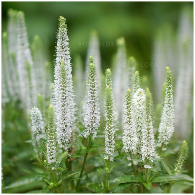 Veronika (Veronica spicata) 'Snow Candles'