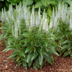 Veronika (Veronica spicata) 'Snow Candles'