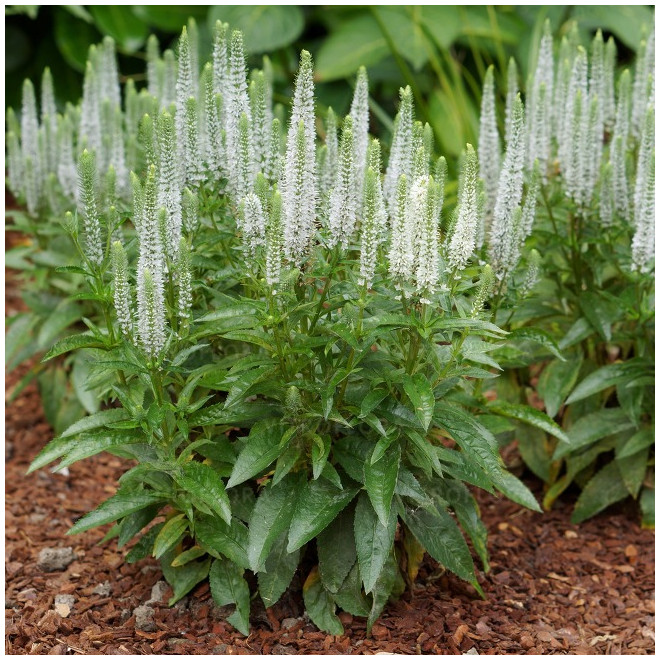 Veronika (Veronica spicata) 'Snow Candles'