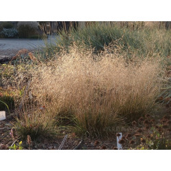 Šluotsmilgė kupstinė (Deschampsia caespitosa) 'Palava' švelnūs pūkuoti žiedynai