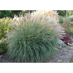 Miskantas kininis (Miscanthus sinensis) 'Graciella'