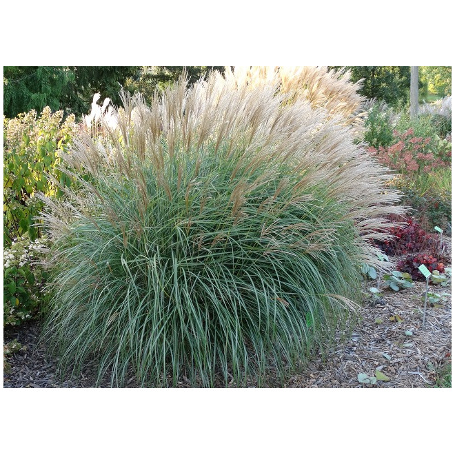 Miskantas kininis (Miscanthus sinensis) 'Graciella'