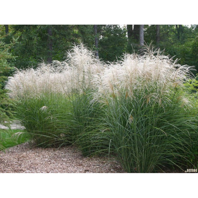 Miskantas kininis (Miscanthus sinensis) 'Graciella'