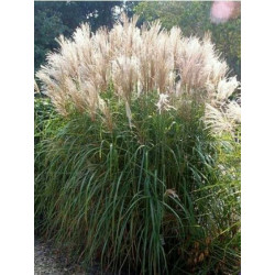 Miskantas kininis (Miscanthus sinensis) 'Graciella'