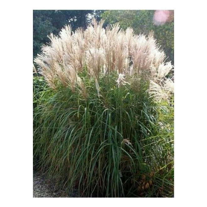 Miskantas kininis (Miscanthus sinensis) 'Graciella'