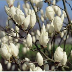 Magnolija sulanžo (Magnolia soulangeana) 'Alba Superba' žiedai dideli balti žydi besiskleidžiant lapams