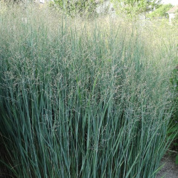 Sora rykštėtoji  (Panicum virgatum) 'Heavy Metal'