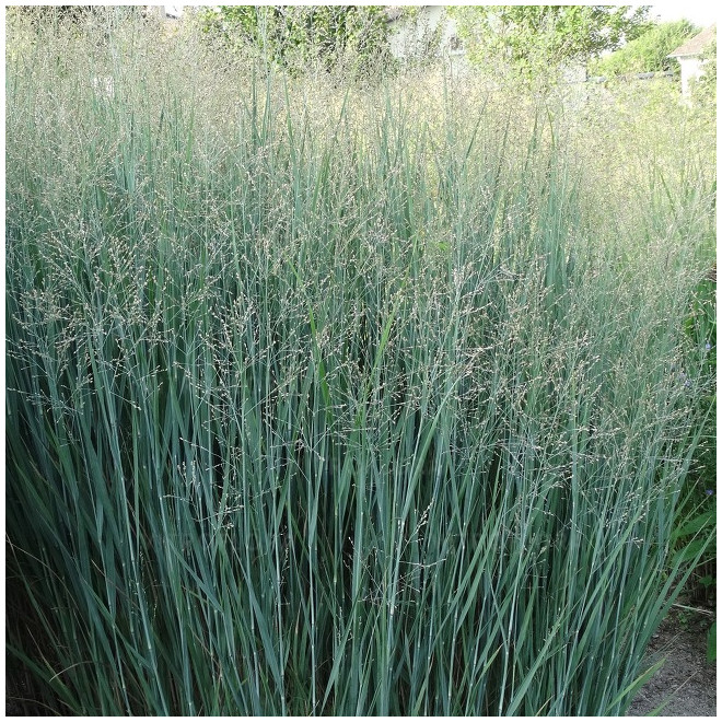 Sora rykštėtoji  (Panicum virgatum) 'Heavy Metal'