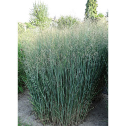 Sora rykštėtoji  (Panicum virgatum) 'Heavy Metal'