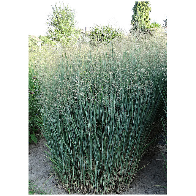 Sora rykštėtoji  (Panicum virgatum) 'Heavy Metal'