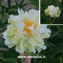 Bijūnas (Paeonia) 'Green Halo' pusiau pilnaviduriai žalsvi