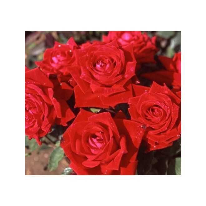 Rožė (Rosa) 'Ena Harkness'
