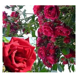 Rožė (Rosa) 'Ena Harkness'