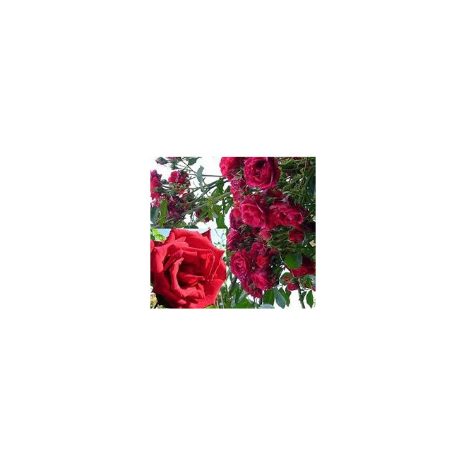Rožė (Rosa) 'Ena Harkness'