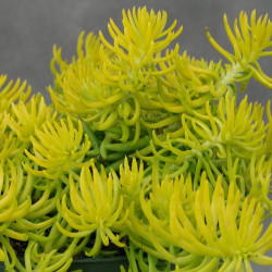 Šilokas uolinis  (Sedum rupestre) 'Golden' geltonas kilimas