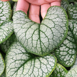 Brunera (Brunnera macrophylla) 'Silver Heart'