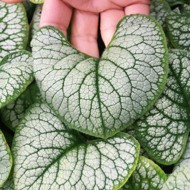 Brunera (Brunnera macrophylla) 'Silver Heart'