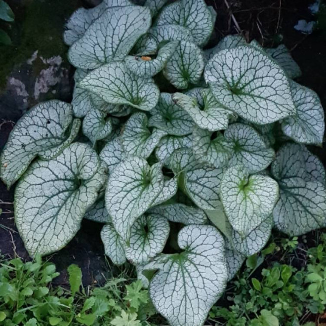 Brunera (Brunnera macrophylla) 'Alexander's Great'