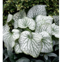Brunera (Brunera macrophylla) 'Alexander's Great'