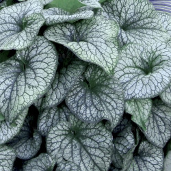Brunera (Brunnera macrophylla) 'Alexander's Great'