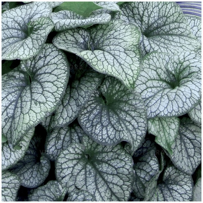 Brunera (Brunnera macrophylla) 'Alexander's Great'