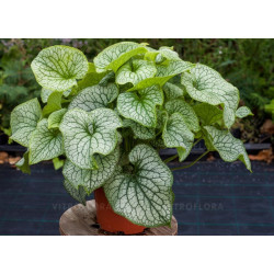 Brunera (Brunera macrophylla) 'Alexander's Great'