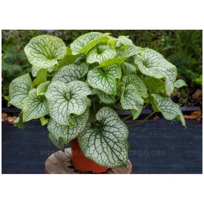 Brunera (Brunera macrophylla) 'Alexander's Great'