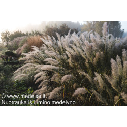 Lendrūnas korėjinis (Calamagrostis brachytricha)