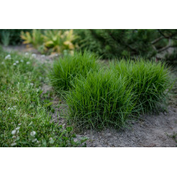 Viksva (Carex muskingumensis) 'Little Midge' maži žolės kupsteliai