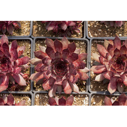 Šilropė (Sempervivum) 'Big Sam Country Red' alpinariumams perkūnropė