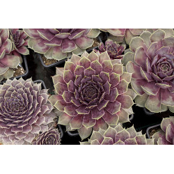 Šilropė (Sempervivum) 'Big Sam Country Purple Quartz' alpinariumams perkūnropė