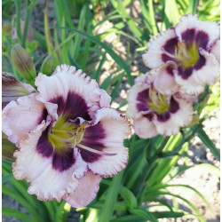 Viendienė (Hemerocallis) 'Purple Flame'