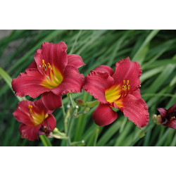 Viendienė (Hemerocallis) 'Stella in Red'