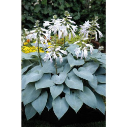 Melsvė (Hosta) 'Bullet Proof'