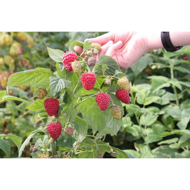 Avietė (Rubus) 'Sugana'