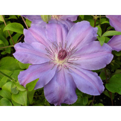 Raganė  (Clematis)  'Baltyk'