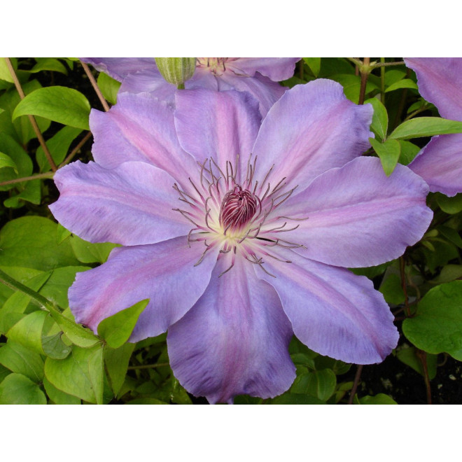 Raganė  (Clematis)  'Baltyk'