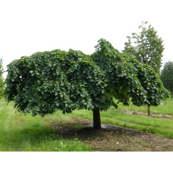 Guoba kalninė (Ulmus glabra) 'Comperdownii'