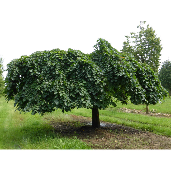 Guoba kalninė (Ulmus glabra) 'Comperdownii'