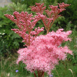 Vingiorykštė raudonoji (Filipendula rubra) 'Venusta' krūmas nereiklus tinka šlapiom vietom