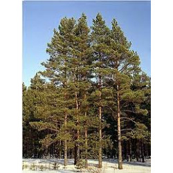 Pušis paprastoji (Pinus sylvestris) medis greitai auga