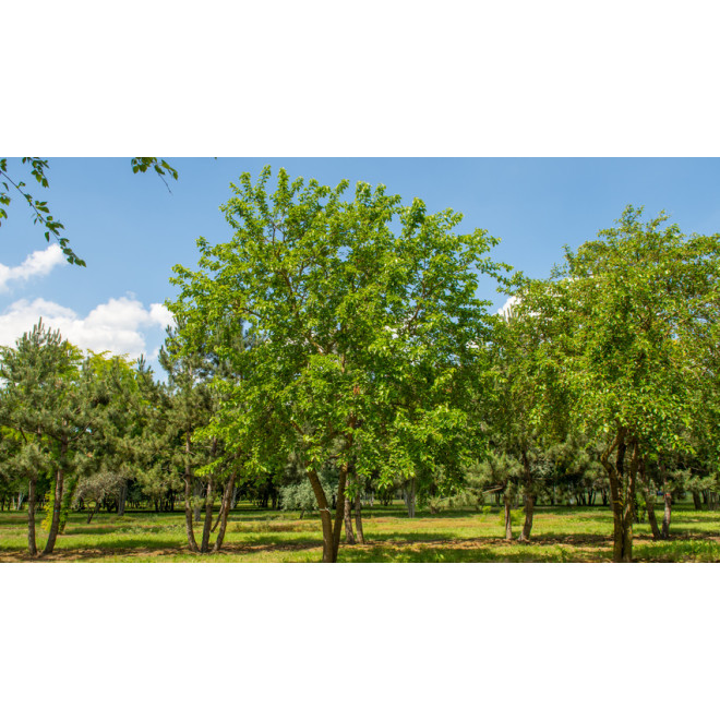 Šilkmedis baltasis (Morus alba)